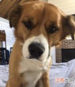 美队克里斯假装爱犬道奇生气 首曝真实心声