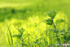 春日读诗：野火烧不尽，春风吹又生 野火烧不尽 春风吹又生