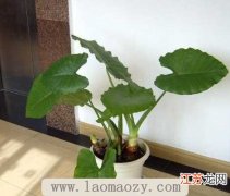 室内种植什么植物最好