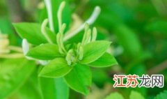 金银花是吉树还是凶树 金银花盆景养殖方法